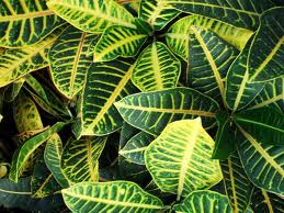 راهنمای نگهداری و پرورش گیاهان آپارتمانی - کروتون